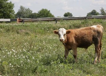На Харьковщине выросло производство животноводческой продукции