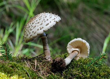 На Харьковшине первое отравление грибами На Харьковшине первое отравление грибами