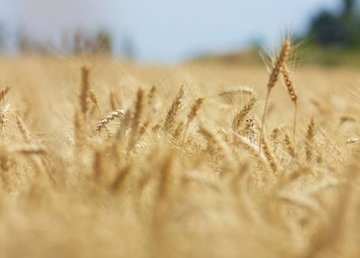 На Изюмщине и Лозовщине собрали самый большой урожай На Изюмщине и Лозовщине собрали самый большой урожай