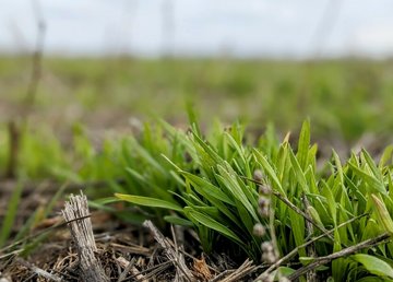 На полях Харківщини зійшов 91% посівів озимини