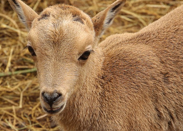 Невероятная жажда к жизни