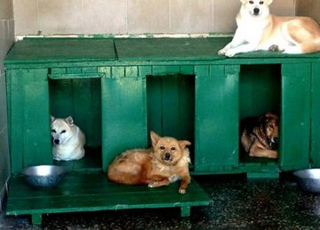 Организация «Kind Challenge» собирает средства для харьковского приюта  Организация «Kind Challenge» собирает средства для харьковского приюта