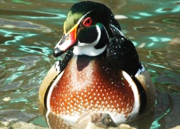 «Остров» красоты