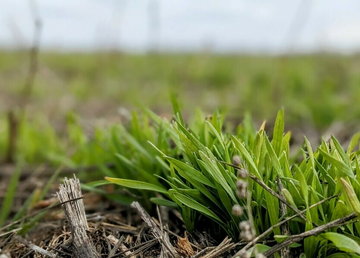 Озимими культурами на Харківщині засіяли майже 325 тисяч гектарів, - Олег Синєгубов