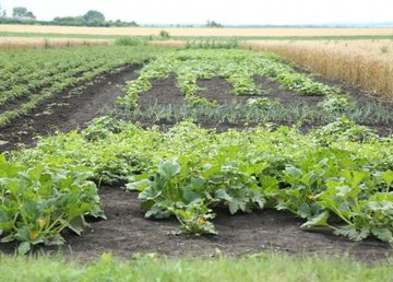 По состоянию на 28 июля в Украине зарегистрировано 2213 земельных сделок