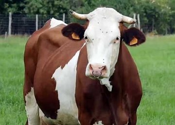 Под Харьковом спасли корову Под Харьковом спасли корову