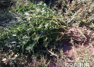 Полицейские изъяли 39 кустов конопли у жителя Харьковщины Полицейские изъяли 39 кустов конопли у жителя Харьковщины