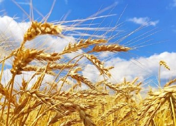 Полиция открыла уголовное производство по факту уничтожения посевов на Харьковщине