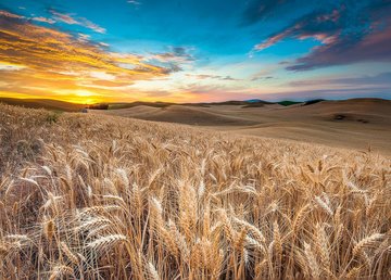 Полиция устанавливает причины пожаров на полях Харьковщины