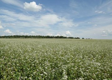 Правительство расширило государственную поддержку аграриев на 2021 год