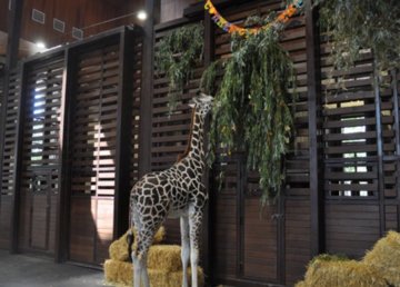 Праздник Демы