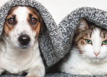 Приют для животных просит харьковчан приносить теплые вещи Приют для животных просит харьковчан приносить теплые вещи