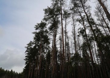 С 30 апреля по 5 мая на Харьковщине запрещено посещать хвойные лесные массивы