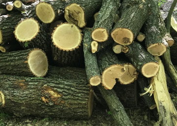 Следователи направили в суд обвинительный акт по факту незаконной порубки деревьев на Харьковщине