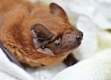 Статья ученых-хироптерологов Фельдман Экопарк вышла вевропейском научном журнале Статья ученых-хироптерологов Фельдман Экопарк вышла вевропейском научном журнале