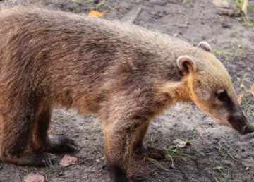 Тропический лес для носух Тропический лес для носух