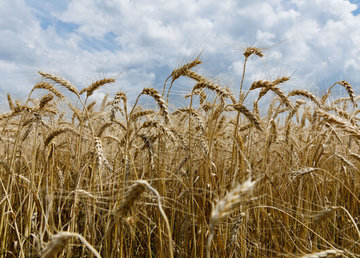 У Харківській області стартував збір озимини