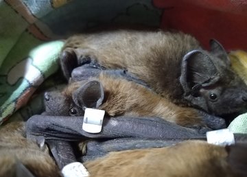 В Центр реабилитации рукокрылых Фельдман Экопарк поступили сотни пациентов из разных уголков Украины