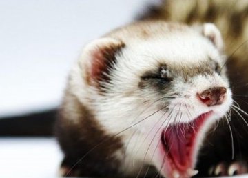 В части Немышлянского района введен карантин из-за бешенства хорька В части Немышлянского района введен карантин из-за бешенства хорька