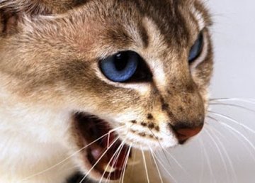 В части Новобаварского района введен карантин из-за бешенства кошки В части Новобаварского района введен карантин из-за бешенства кошки