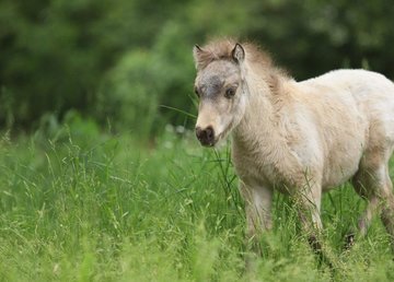 В Фельдман Экопарк копытное пополнение: прибыли две миниатюрные американки с жеребятами В Фельдман Экопарк копытное пополнение: прибыли две миниатюрные американки с жеребятами