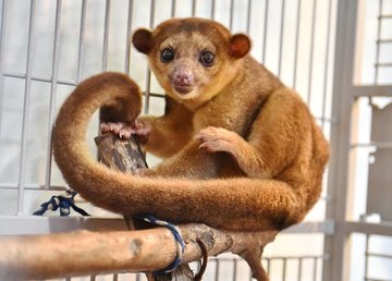 В Фельдман Экопарк можно понаблюдать за «медовыми медведями»