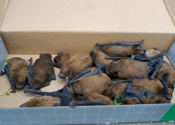  В Фельдман Экопарк начался зимний сезон спасения рукокрылых – из Херсона привезли 14 первых пациентов