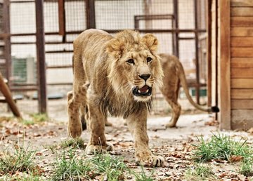 В Фельдман Экопарк пополнение больших хищных кошек В Фельдман Экопарк пополнение больших хищных кошек