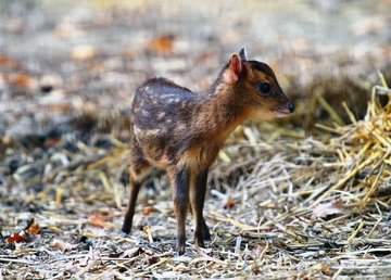 В Фельдман Экопарк пополнение у лающих оленей