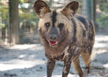 В Фельдман Экопарк поселились гиеновидные собаки