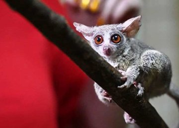 В Фельдман Экопарк поселились необычные приматы – сенегальские галаго В Фельдман Экопарк поселились необычные приматы – сенегальские галаго