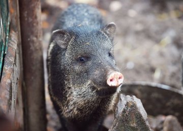 В Фельдман Экопарк поселились пекари