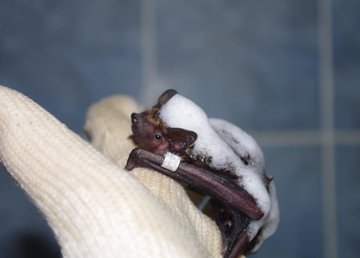 В Фельдман Экопарк проходят реабилитацию рукокрылые, спасенные из городских ловушек