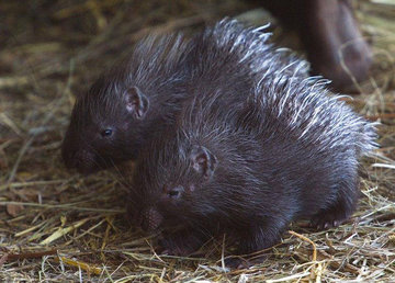 В Фельдман Экопарк родились дикобразики