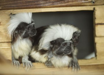 В Фельдман Экопарк родился эдипов тамарин