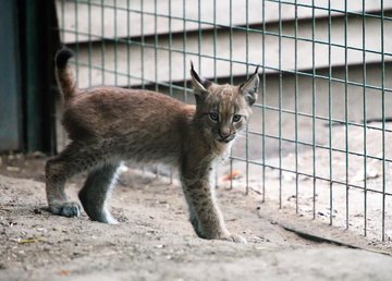 В Фельдман Экопарк родился рысенок В Фельдман Экопарк родился рысенок