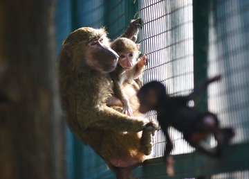 В Фельдман Экопарк снова обезьяний бэби-бум В Фельдман Экопарк снова обезьяний бэби-бум