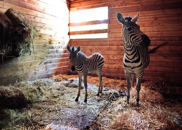 В Фельдман Экопарк впервые родился зебрёныш