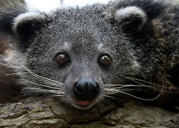 В Фельдман Экопарк впервые в Украине родились бинтуронги