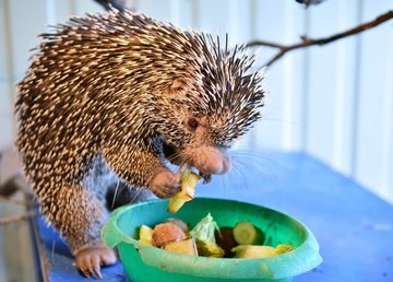 В Фельдман Экопарк впервые в Украине родился цепкохвостый дикобраз