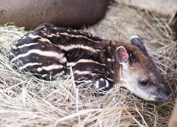 В Фельдман Экопарк впервые в Украине родился тапир В Фельдман Экопарк впервые в Украине родился тапир
