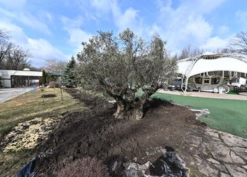 В Фельдман Экопарк высадили оливу – ровесницу Харькова В Фельдман Экопарк высадили оливу – ровесницу Харькова