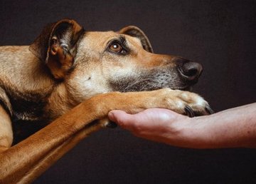 В Харькове 1400 бездомных животных получат шанс найти хозяев В Харькове 1400 бездомных животных получат шанс найти хозяев