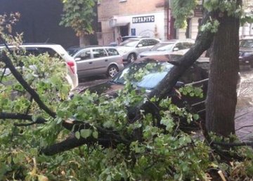В Харькове из-за непогоды упало более ста деревьев В Харькове из-за непогоды упало более ста деревьев