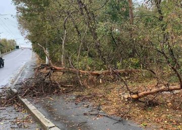 В Харькове из-за непогоды упало шесть деревьев В Харькове из-за непогоды упало шесть деревьев