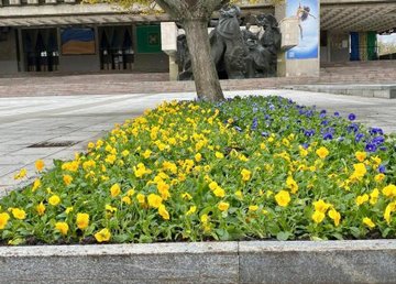 В Харькове начали высаживать цветы В Харькове начали высаживать цветы