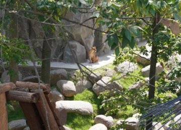 В Харькове организуют поэтапное посещение зоопарка В Харькове организуют поэтапное посещение зоопарка