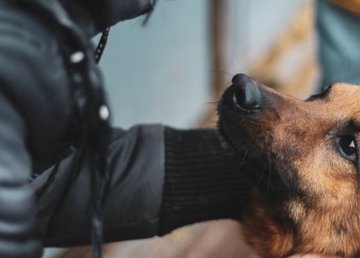 В Харькове появились опекуны над бездомными животными  В Харькове появились опекуны над бездомными животными