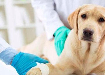 В Харькове продолжают бесплатную стерилизацию домашних животных для льготников В Харькове продолжают бесплатную стерилизацию домашних животных для льготников