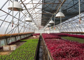 В Харькове расширят тепличный комплекс по выращиванию цветов 